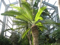 Invernadero del Jardín Botánico de Kaunas