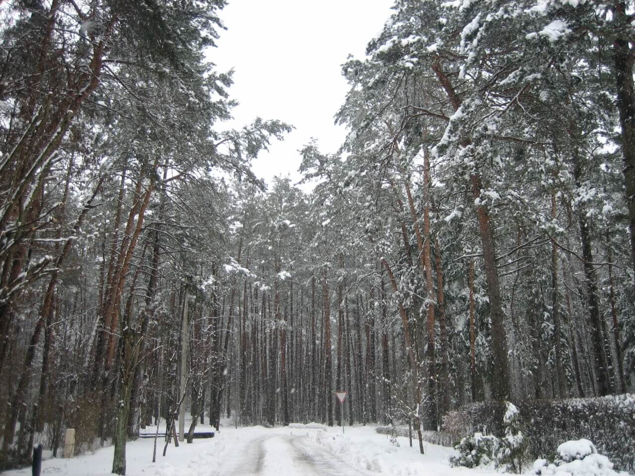 Vegetación nevada en Kulautuva